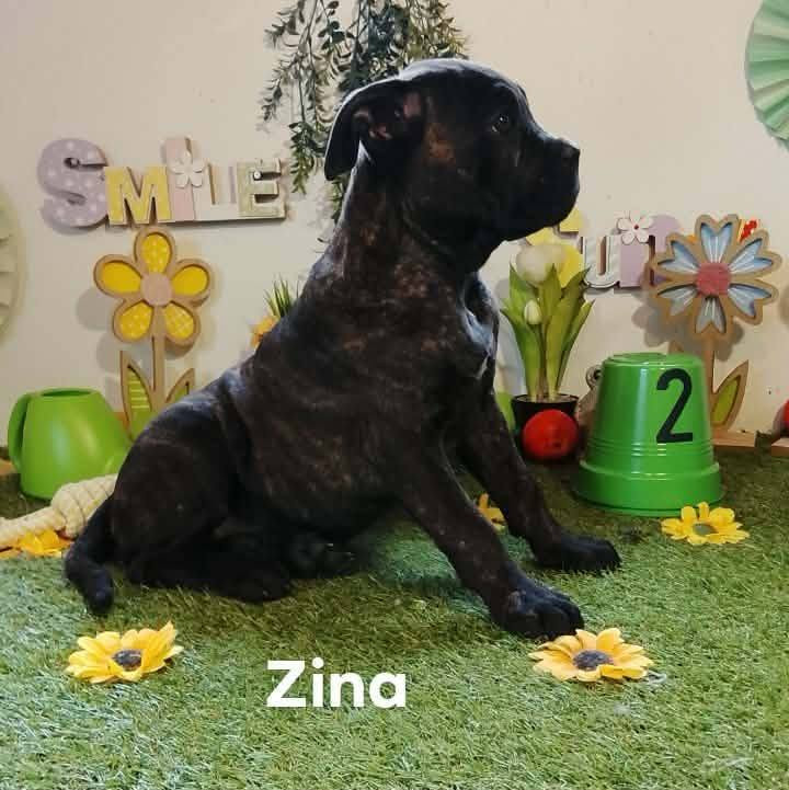 Gardiens De La Cite Ardente - Chiots disponibles - Cane Corso