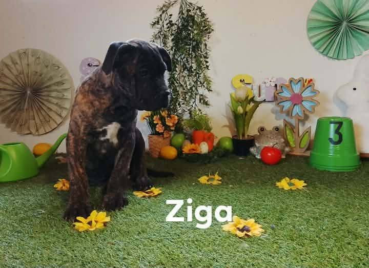 Gardiens De La Cite Ardente - Chiots disponibles - Cane Corso