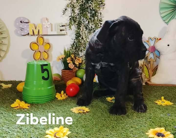 Gardiens De La Cite Ardente - Chiots disponibles - Cane Corso