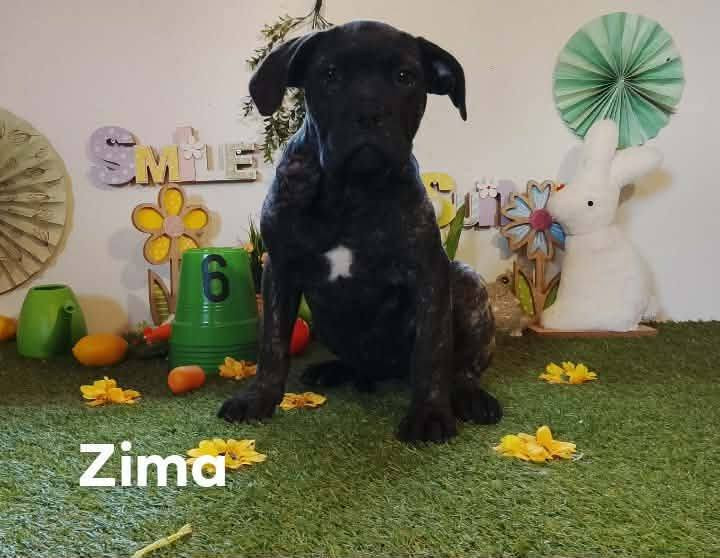 Gardiens De La Cite Ardente - Chiots disponibles - Cane Corso