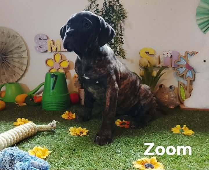 Gardiens De La Cite Ardente - Chiots disponibles - Cane Corso