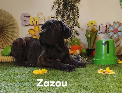 zazou