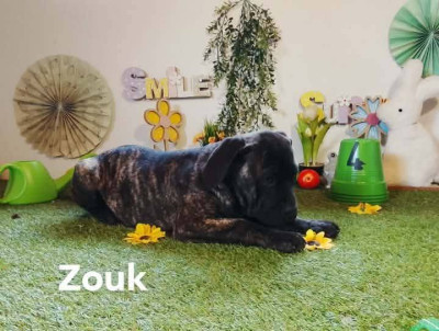 zouk