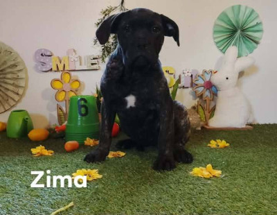 zima